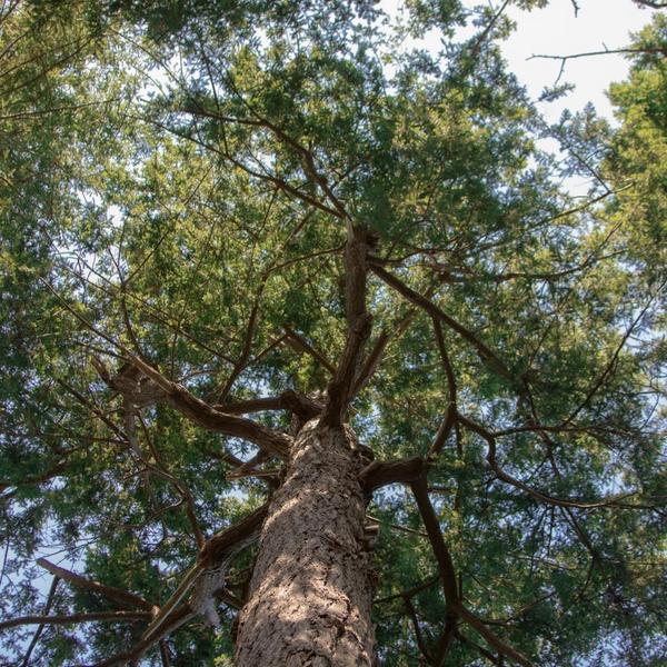 Douglas fir tree from below