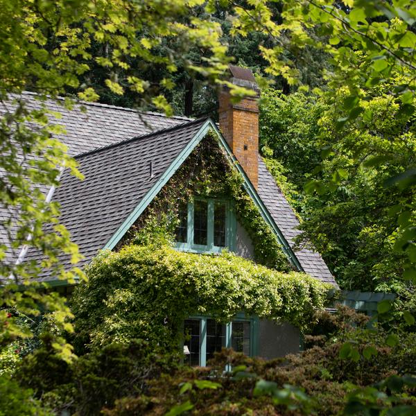 Cottage window peaking through lush green foliage