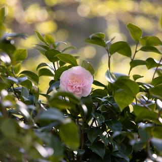 Pink camellia flower