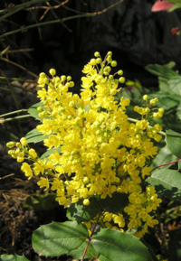 Creeping mahonia plant