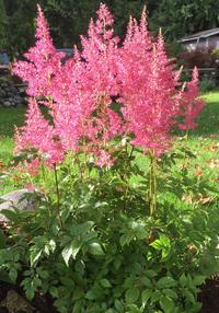 Astilbe arendsii plant